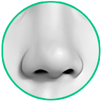 retouch contours of the nose